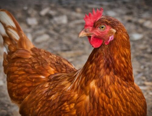 Järvamaal tuvastati talus lindude gripp