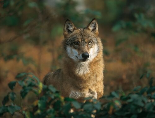 Lumikate võimaldab hunte paremini seirata ja küttimist korraldada