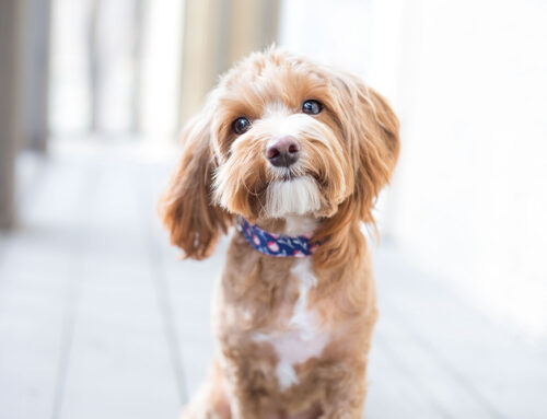 PTA: Teavitustöö Narvas aitab vähendada lemmikloomadega seotud piiriületuse rikkumisi