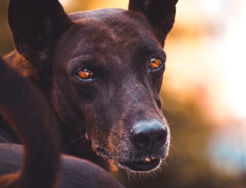 Loomaporno omandamine ja hoidmine peab saama keelustatud