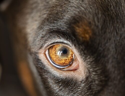 Saksamaal tuvastati koeral marutaud – Põllumajandus- ja Toiduamet tuletab meelde vaktsineerimise olulisust