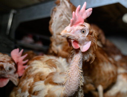 Salaja filmitud värsked kaadrid Eesti suurimast puurikanalast paljastavad šokeerivad tingimused