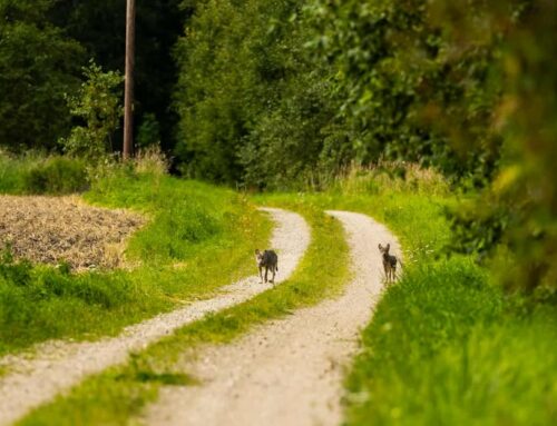 Uuringud näitavad, et hundirünnakud on harvad