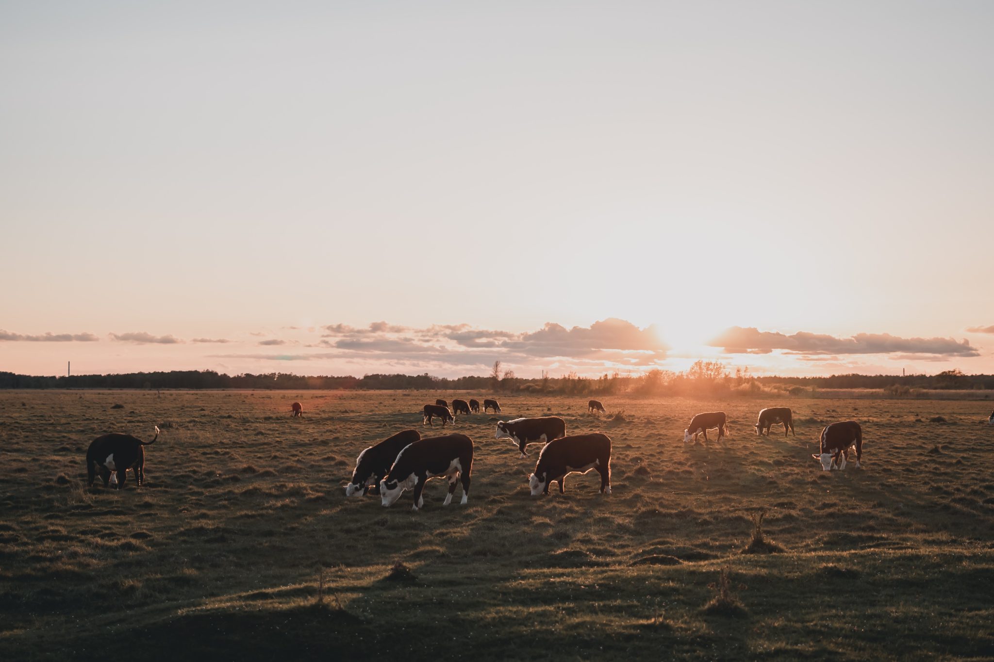febiyan-plktxJ7xeuk-unsplash-2048×1365