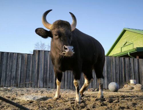 11. nädal – Lume minek algatas korrastustööd ja pani loomad liikuma