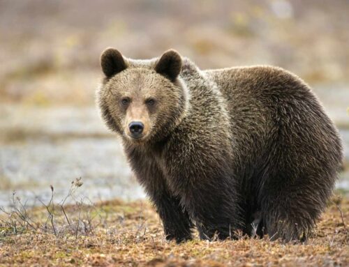 Jahieeskirja muudatused teevad karujahi loapõhiseks, relvanõuded proportsionaalsemaks ning maaspesitsevate lindude kaitse tõhusamaks