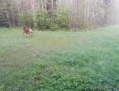 VIDEO ⟩ Hunt jälitas Võnnus punahirve