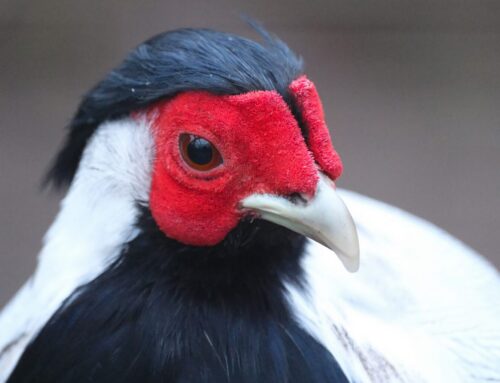 51. nädal – Killuke värvikirevust loomaaias