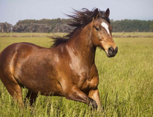 Eesti hobused pääsevad nelja riigi hobuüritustele ilma tervisesertifikaadita