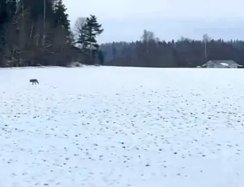 VIDEO: Üksik hunt liikus Viljandimaal ringi