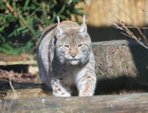 13. nädal – Kevad tõstab tempot, aga laseb ka päikese käes mõnuleda