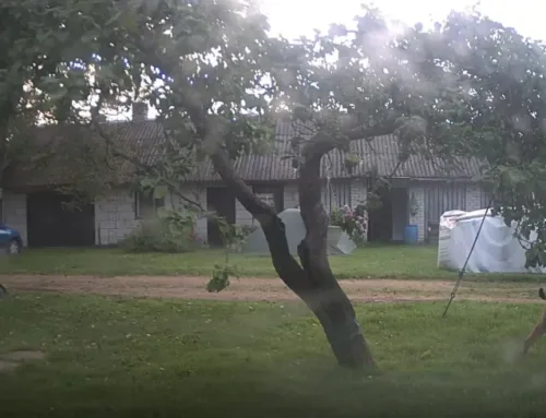 VIDEO ⟩ Ilves ajas taluhoovis kodukassi taga