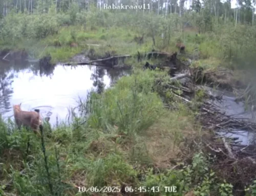 VIDEO ⟩ Kobras põgenes ilvese eest vette