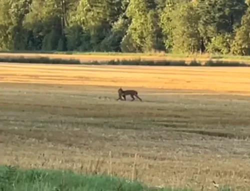 Ilves jalutas jänes hambus üle põllu
