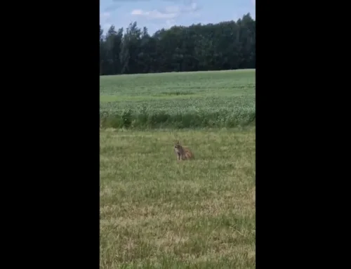 VIDEO ⟩ Tartu linna külje all liigub apaatne ilves