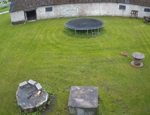 VIDEO ⟩ Jõelähtme vallas jäi kaamerasse ilvese ja kassi kokkupuude