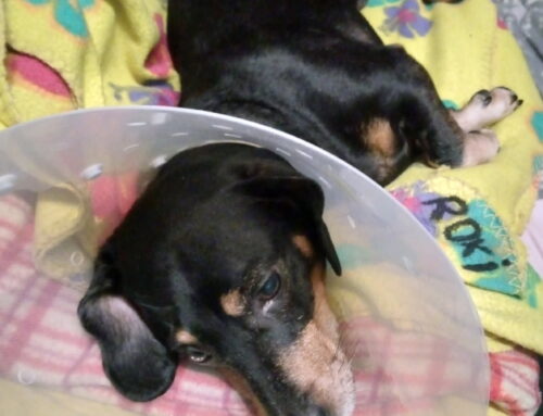 Roki ja tema pere tänul pole otsa ega äärt!