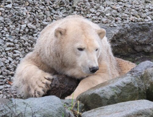 46. nädal – Jääkarud ootavad lund
