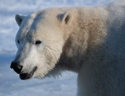 8. nädal – Koolivaheajaga algaval teemakuul näeb nii ilmanautlejaid kui ka kevadeootajaid
