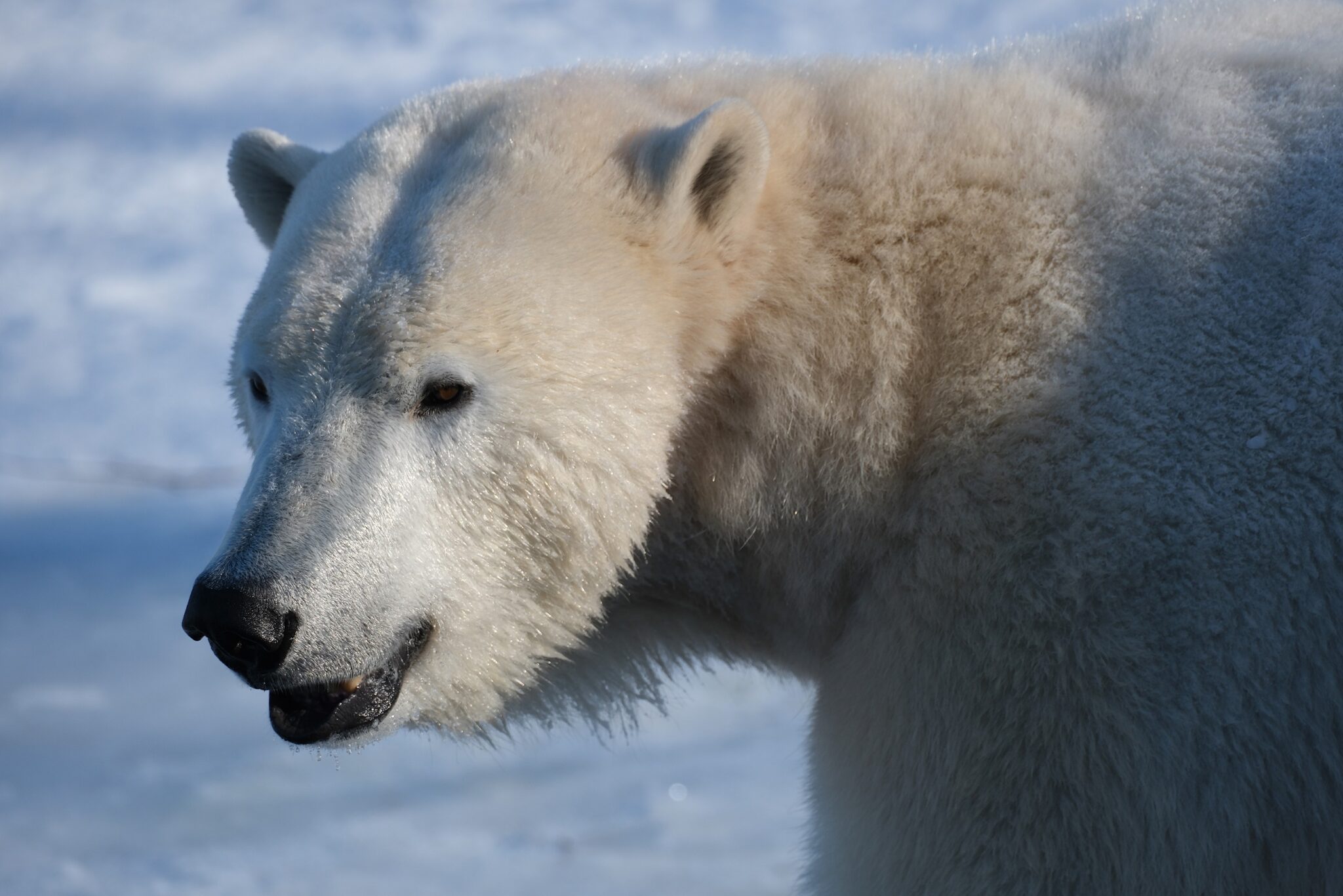 jaakaru-Skadi_kevad-on-teel_foto-Inari-Leiman-2048×1366