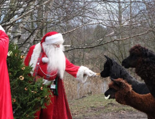 52. nädal – Hiiliv talv ja päikesesäras jõuluvanad