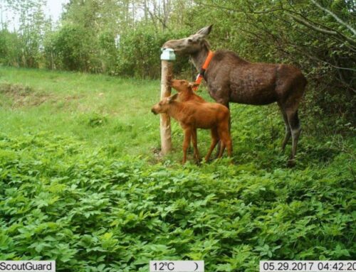 Kevadsuvisel perioodil ei tohiks metsloomi häirida