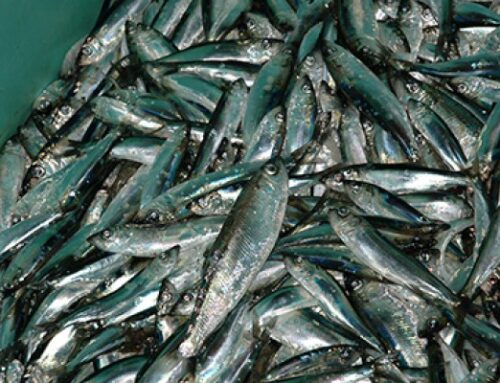 Vabariigi Valitsus kehtestas 2026. aasta kalapüügikvoodid Peipsi, Lämmi- ja Pihkva järvel