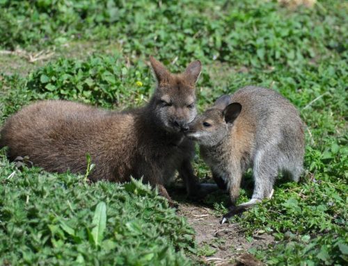 19. nädal – Nüüd on just õige aeg tulla loomaaeda loomapoegi uudistama!