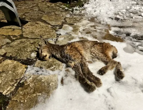 Tööstushoone eest leiti surnud ilves