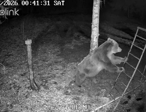 VIDEO ⟩ Karu otsis öösel Hallistes toidupoolist