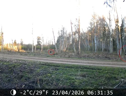 VIDEO: Karu jälitas Viljandis põtra ja sai tõenäoliselt viga