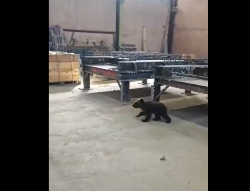 VIDEO: Karupoeg eksis Jõhvi tööstusparki ära