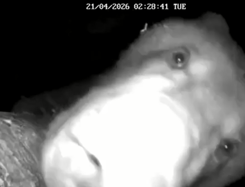 VIDEO: karu proovis tehnikat maitsta