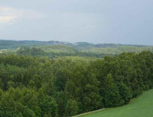 Energeetika- ja keskkonnaminister kinnitas riigimetsa järgmise aasta uuendusraie pindala