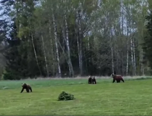 Karupere käis taluhoovis maiustamas