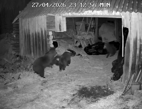 Kaamera paljastas öised külalised: karupere käis kuuris tuuseldamas