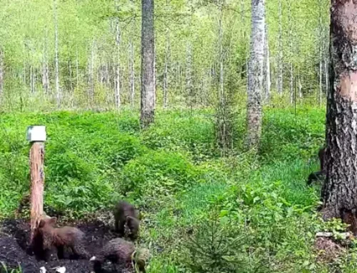 Tammistu metsades jäädvustas kaamerasilm karupere!