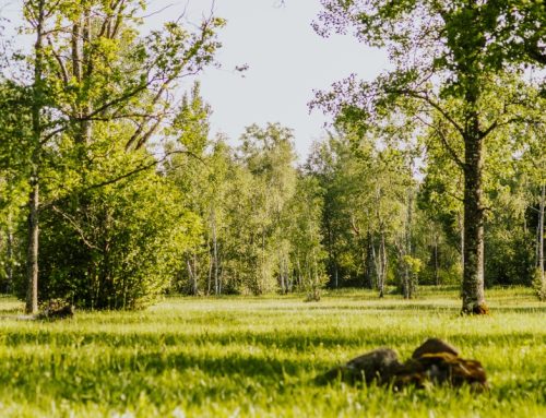 Keskkonnaamet kutsub avastama Saaremaa ja Pärnumaa puisniitude elurikkust