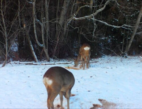 Miks on metskitsel sabapeegel?