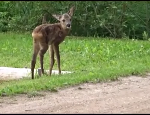 VIDEO: Kitsetall ei vaja alati inimese abi