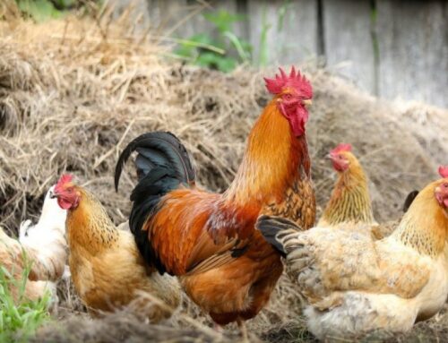 Harjumaal tuvastati lindude gripp viiel kanal ja ühel rebasel