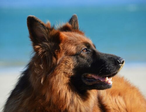 Lemmikloomadega reisimise reeglid uuenevad