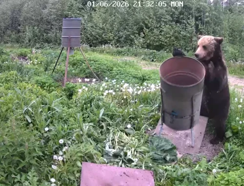 VIDEO: Leidlik karu haistis süüa