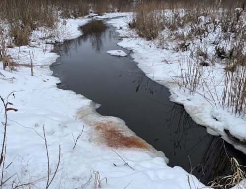 Lõhn, mis ütleb kõik: kopra sõnumid looduses