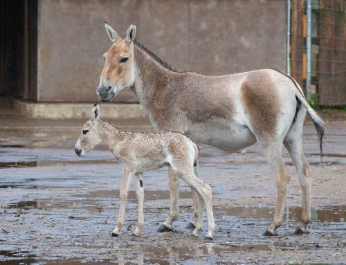 21. nädal – Kevade edenemine lubab õue, toob juurde põnevust ja tegutsemislusti