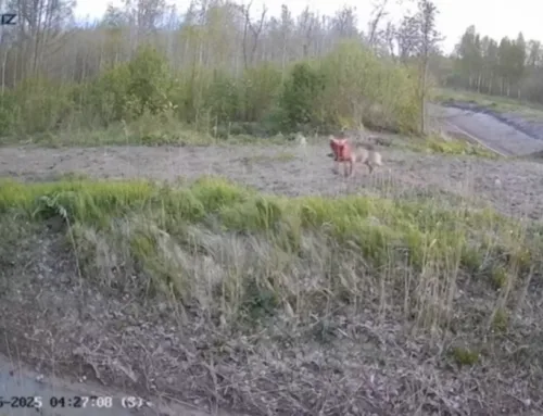 VIDEO ⟩ Rajakaamera tabas Läänemaal hundi jahtimas põdravasikat
