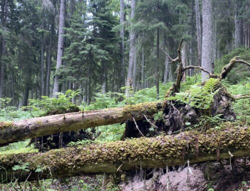 Lahemaa rahvuspark tähistab tänavu oma 55. sünnipäeva