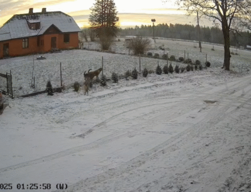 Eesti piiri äärses külas jäi kaamerasse hundikari, kes tuli koertega tutvuma