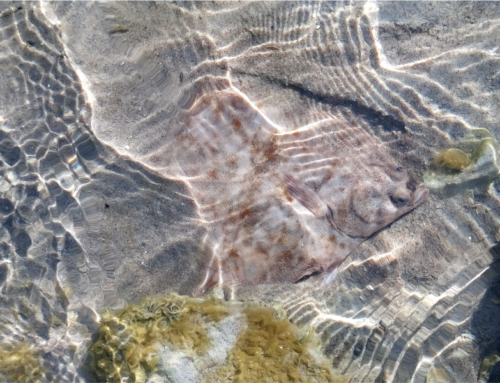 Blogis: Intervjuu 2026. aasta kalaga – lestaga