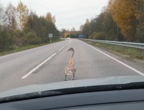 Mida teha, kui leiad haige või surnud mets- või veelinnu?